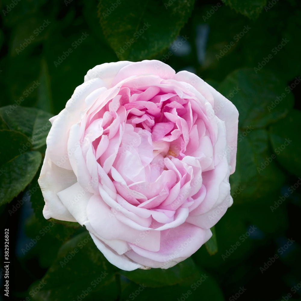 The dismissed bud of tea rose The dismissed bud of tea rose