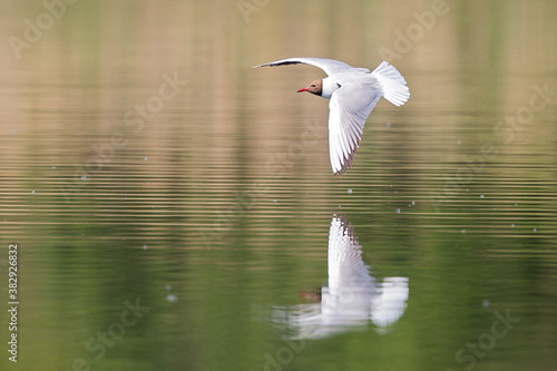 Black-headed Gull (Larus ridibundus), flying over water surface hunting insects, Baden-Wuerttemberg, Germany