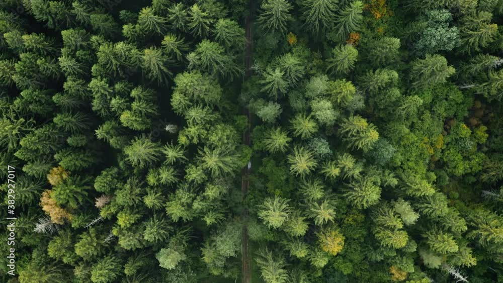 Top down trail, dirt road in autumn forest, fall woodland aerial shot. Drone flies over pine trees and yellow treetops. Birds eye view of colorful texture in nature. Flight over conifers woods Top down trail, dirt road in autumn forest, fall woodland aerial shot. Drone flies over pine trees and yellow treetops. Birds eye view of colorful texture in nature. Flight over conifers woods