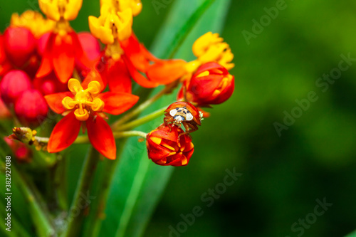 Coccinella magnifica, seven-spot ladybird,