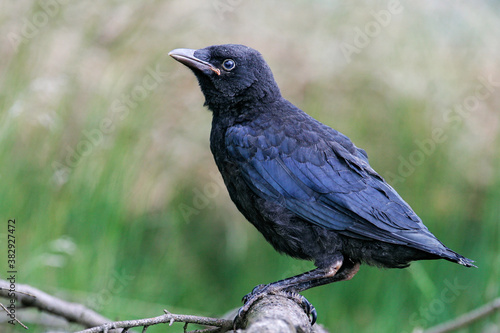 Carrion Crow (Corvus corone), juvenile, Hesse, Germany