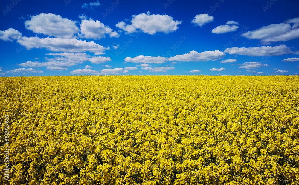 Obraz premium Rape (Brassica napus) yellow blooming field with blue sky and clouds, Baden-Wuerttemberg, Germany