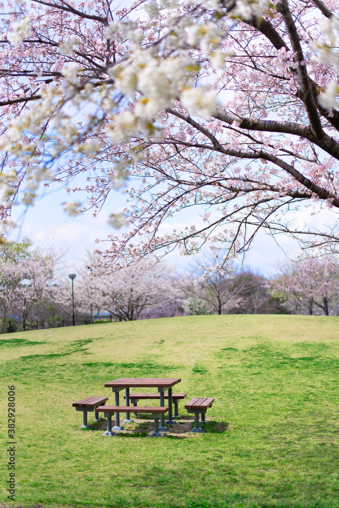 桜に囲まれた公園のテーブルベンチ 桜に囲まれた公園のテーブルベンチ