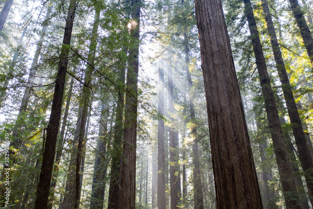 Obraz premium Beams of sunlight pierce a dark, imposing, old-growth Redwood forest in Humboldt, California. Redwood trees, Sequoia sempervirens, are the tallest and most massive tree species on Earth.