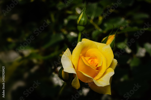 A single yellow rose flower with buds isolated on a blurred background.