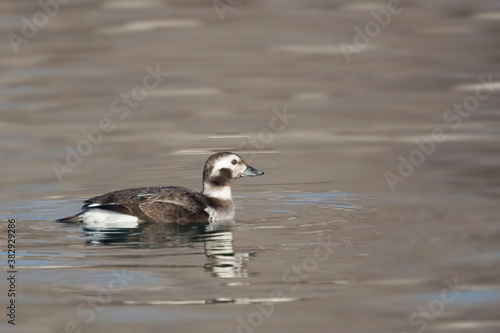 Female Long-tailed Duck, Clangula hyemalis, resting in the water