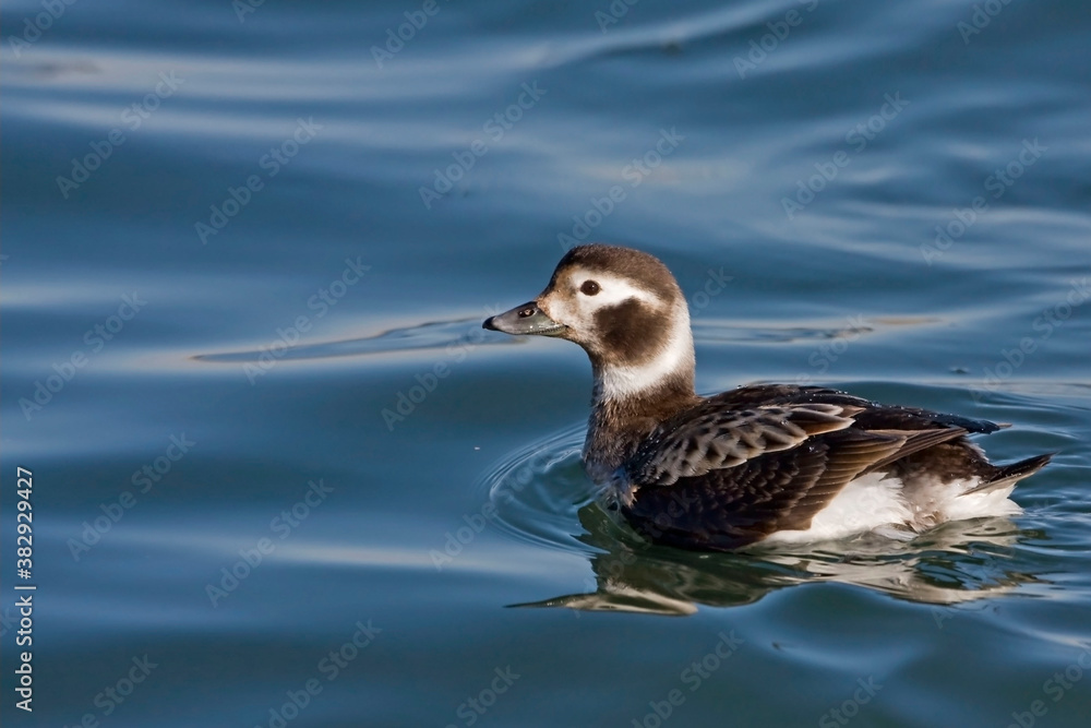 Female Long-tailed Duck, Clangula hyemalis, in calm water Female Long-tailed Duck, Clangula hyemalis, in calm water