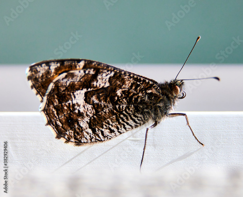 Sandbutterfly Hipparchia semele landed at my table one summerday photo