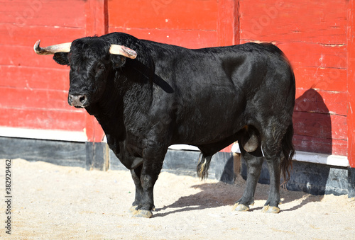 spanish black bull with big horns on spanish bullring in a traditional spectacle of bullfight