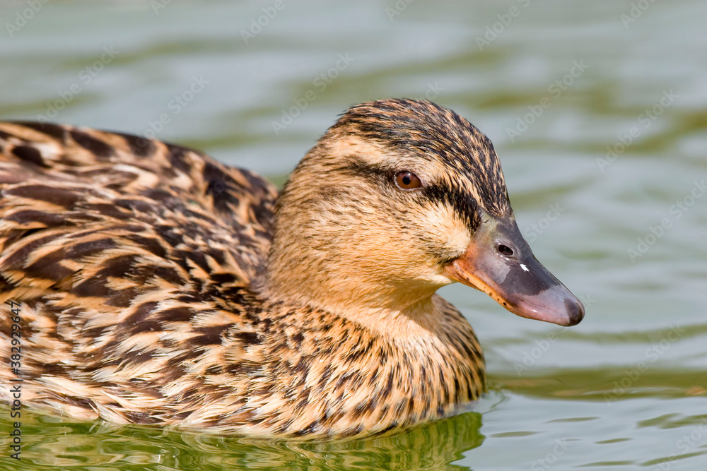 Female Mallard, Anas platyrhynchos, close up view Female Mallard, Anas platyrhynchos, close up view