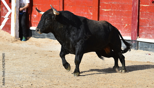 spanish black bull with big horns on the traditional spectacle of bullfight