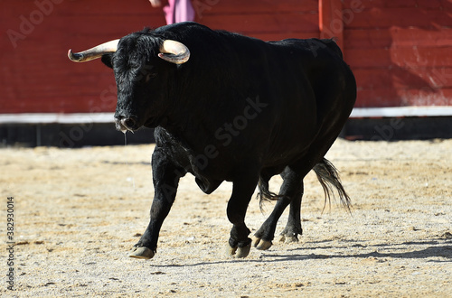 spanish black bull with big horns running on the show of bullfight in spain