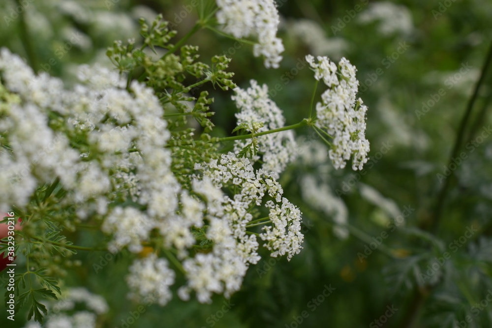 flor blanca flor blanca