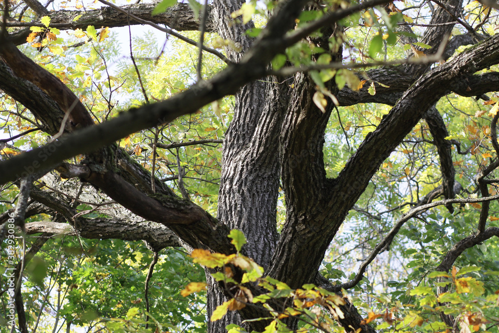 Fototapeta premium tree in autumn