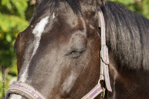 portrait of a dark Bay horse with closed eyes © Viktoria Suslova