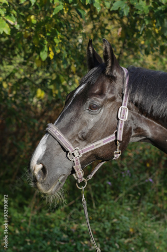 head of a dark Bay German horse in a halter  a Bavarian horse breed
