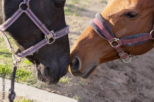 portrait of two communicating horses in bridles