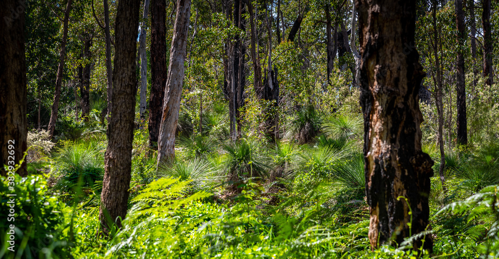 Fototapeta premium Araluen bush land in Perth, Western Australia