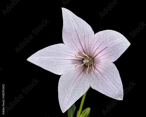 Pink flower of Platycodon grandiflorus or bellflowers, isolated on black background photo