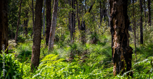 Araluen bush land in Perth  Western Australia
