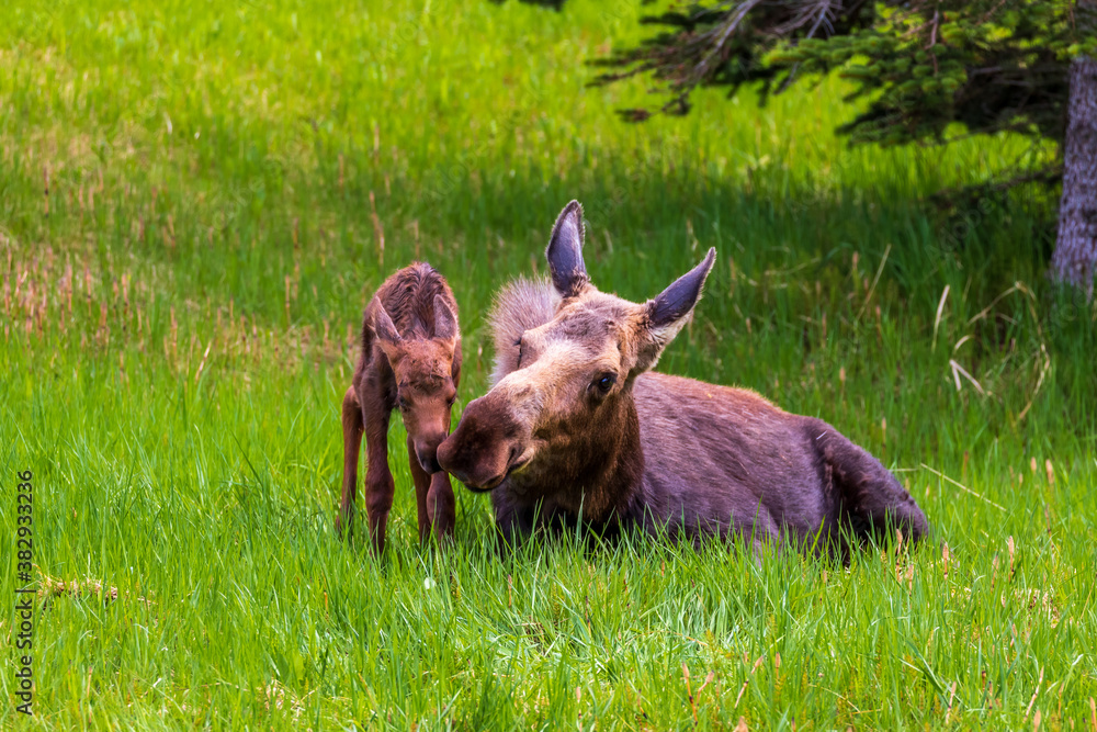 Baby moose calf with mother kissing in a grass meadow in Alaska.  The newborn calf, less than an hour old, is still wet. The cow is laying down. The calf is standing. Both are looking at camera.