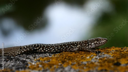 Lézard des murailles..