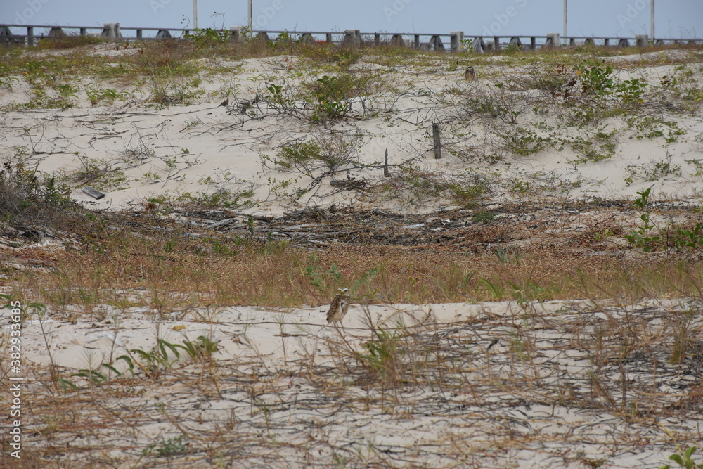 Owl on the beach Owl on the beach