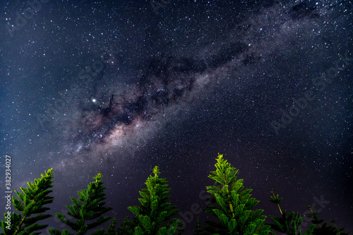 The Milky Way with Norfolk Island Pine trees in the foreground