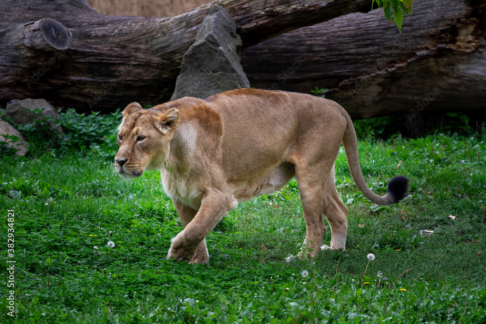 wild lioness walks on the green grass in the park in nature wild lioness walks on the green grass in the park in nature