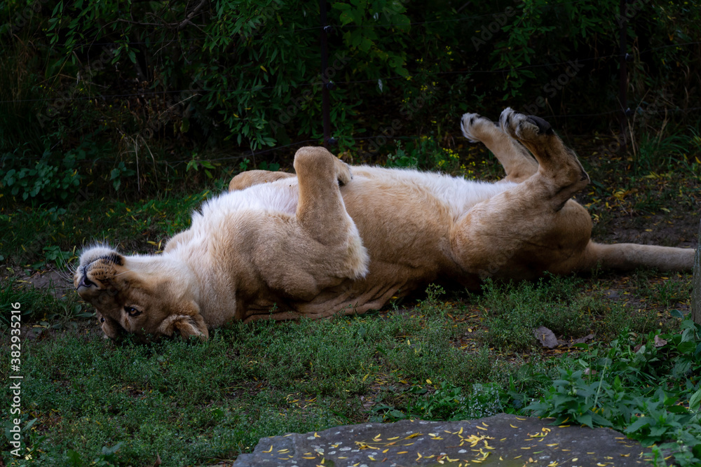 wild lioness walks on the green grass in the park in nature wild lioness walks on the green grass in the park in nature