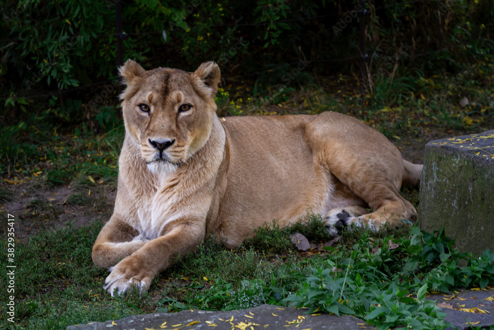 wild lioness walks on the green grass in the park in nature wild lioness walks on the green grass in the park in nature