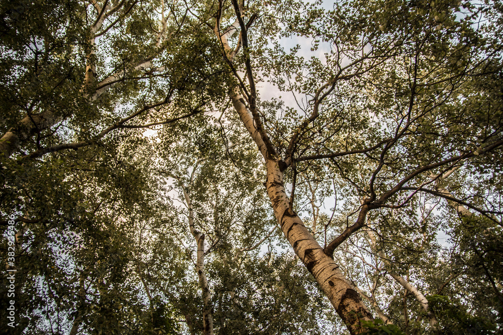 Fototapeta premium trees in the forest