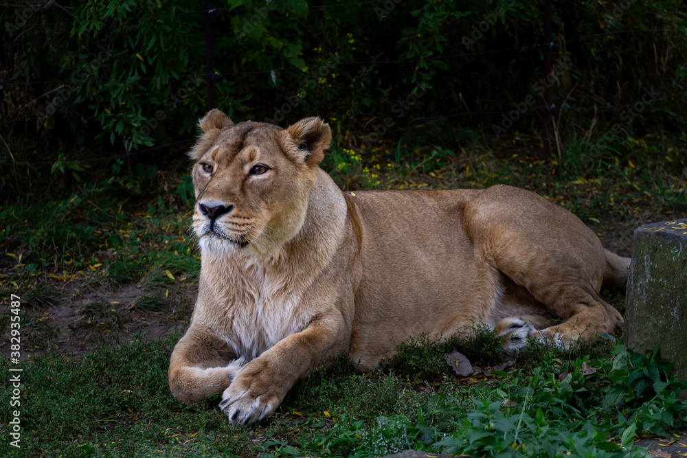 wild lioness walks on the green grass in the park in nature wild lioness walks on the green grass in the park in nature