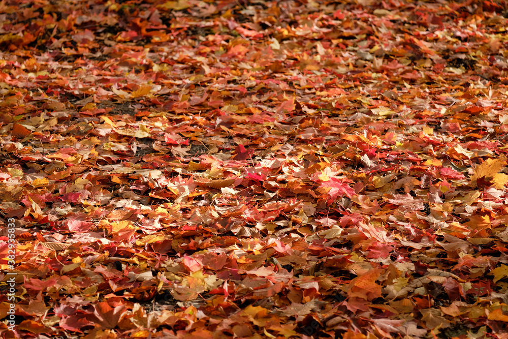 Forest ground fully covered with maple leaves in orange and red autumn colours.