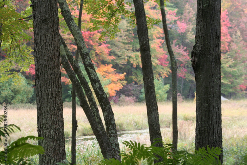 Fototapeta premium autumn in the woods