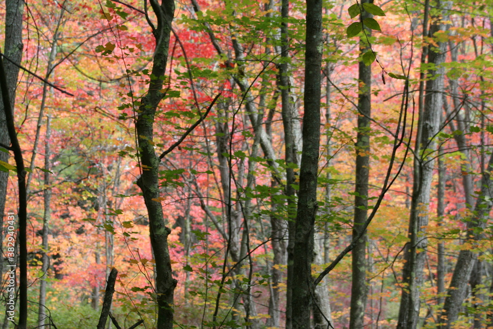 autumn in the forest