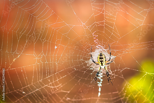 A close up of a writing spider and web with a blurred background.