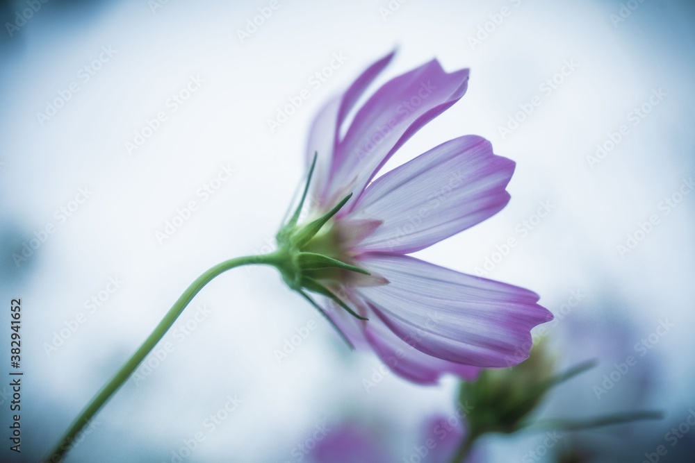 Fototapeta premium コスモス