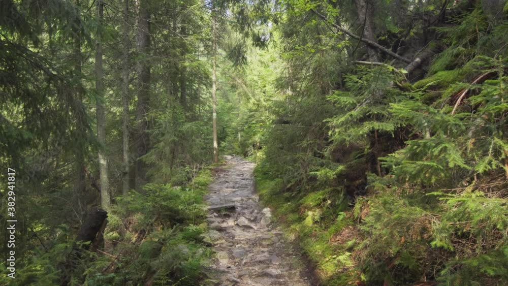 Path on a rocky mountainside in a coniferous forest Path on a rocky mountainside in a coniferous forest
