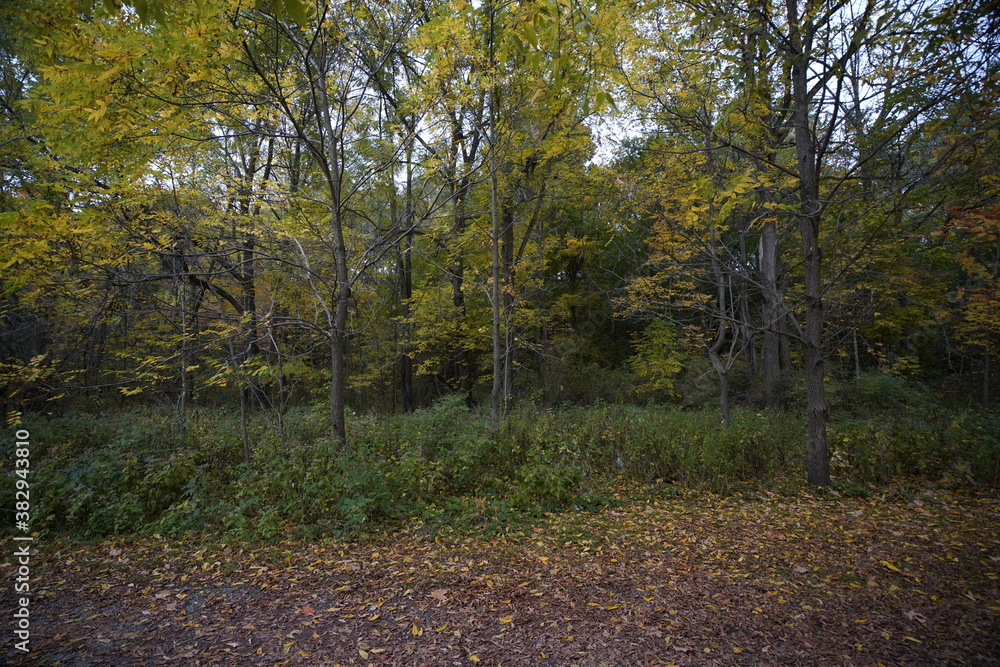 Obraz premium Beautiful Scenic Autumn Nature Landscape with fall colors and orange leaves on trees making for beautiful views 