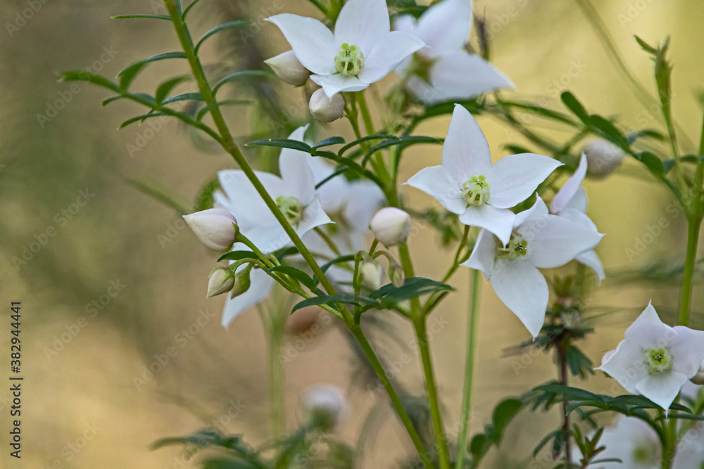 light pink flower - boronia rivularis light pink flower - boronia rivularis