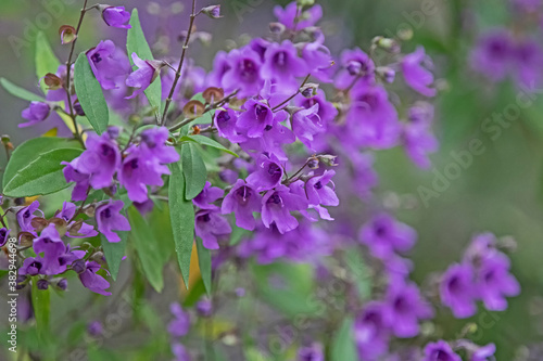 Purple flowers - prostanthera ovalifolia photo