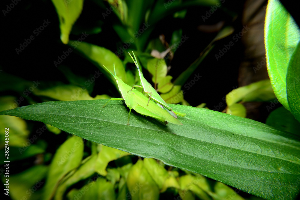 Small atractomorpha perch on green leaves Small atractomorpha perch on green leaves