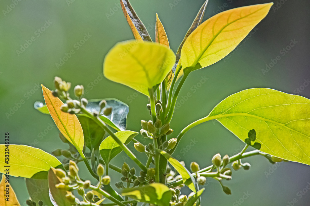 Fototapeta premium avocado flower bud