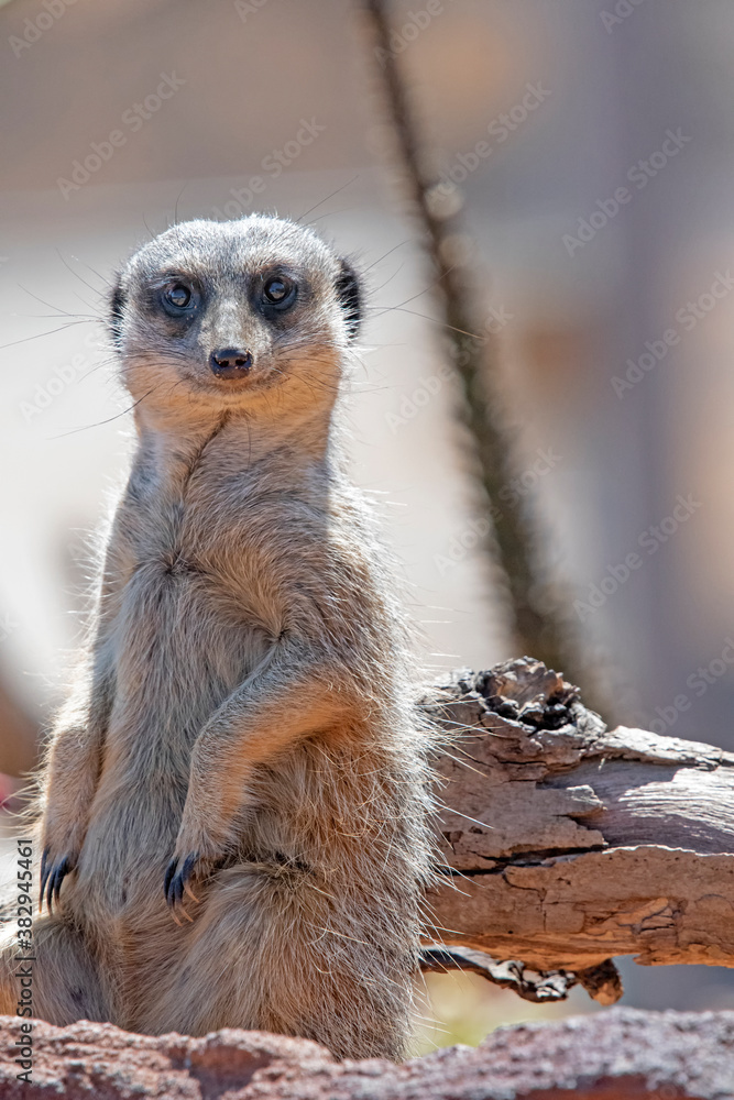 smiling meerkat on the lookout smiling meerkat on the lookout