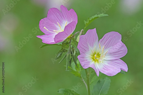 Pink and white flower - Oenothera Speciosa