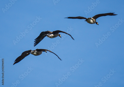 geese in the sky flying