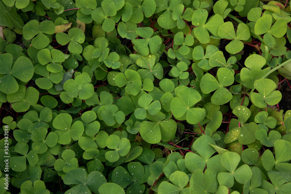 Natural texture and pattern. Closeup view of Trifolium repens, also known as White Clover, beautiful green leaves growing in the garden. Natural texture and pattern. Closeup view of Trifolium repens, also known as White Clover, beautiful green leaves growing in the garden.