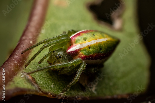 close up of a green spider on a leaf © Roman