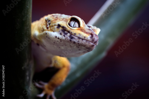 Lemon Frost Gecko lizard sneaking his head